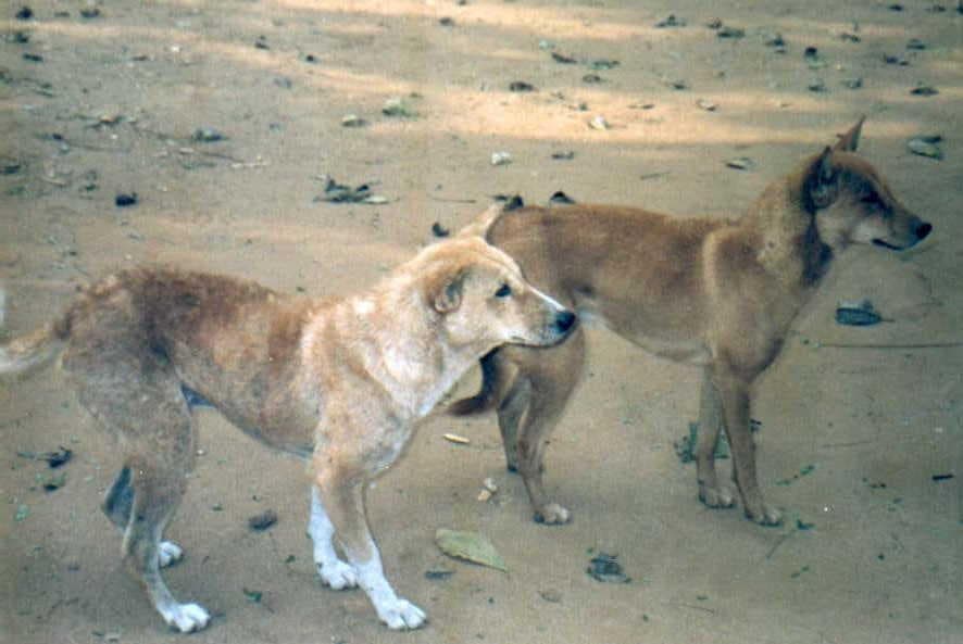 Santal Hound