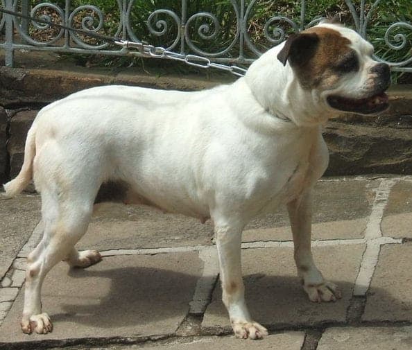 Serrano Bulldog