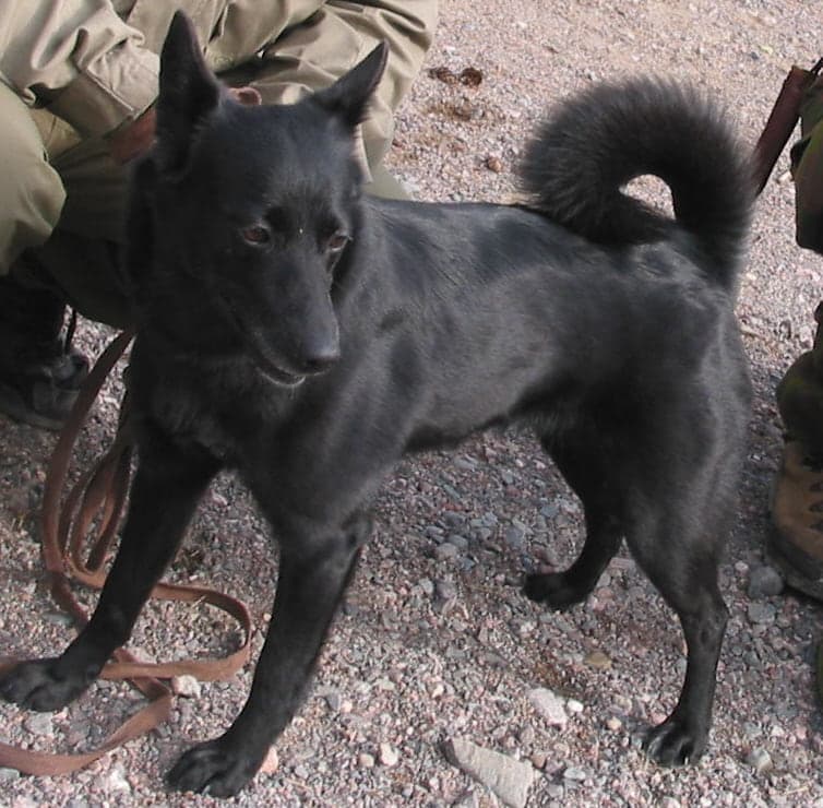 Seskar Seal Dog
