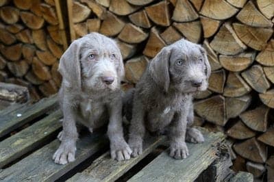 Slovensky Hrubosrsty Stavac (Slovakian Wirehaired Pointer / Rough-Haired Pointer)