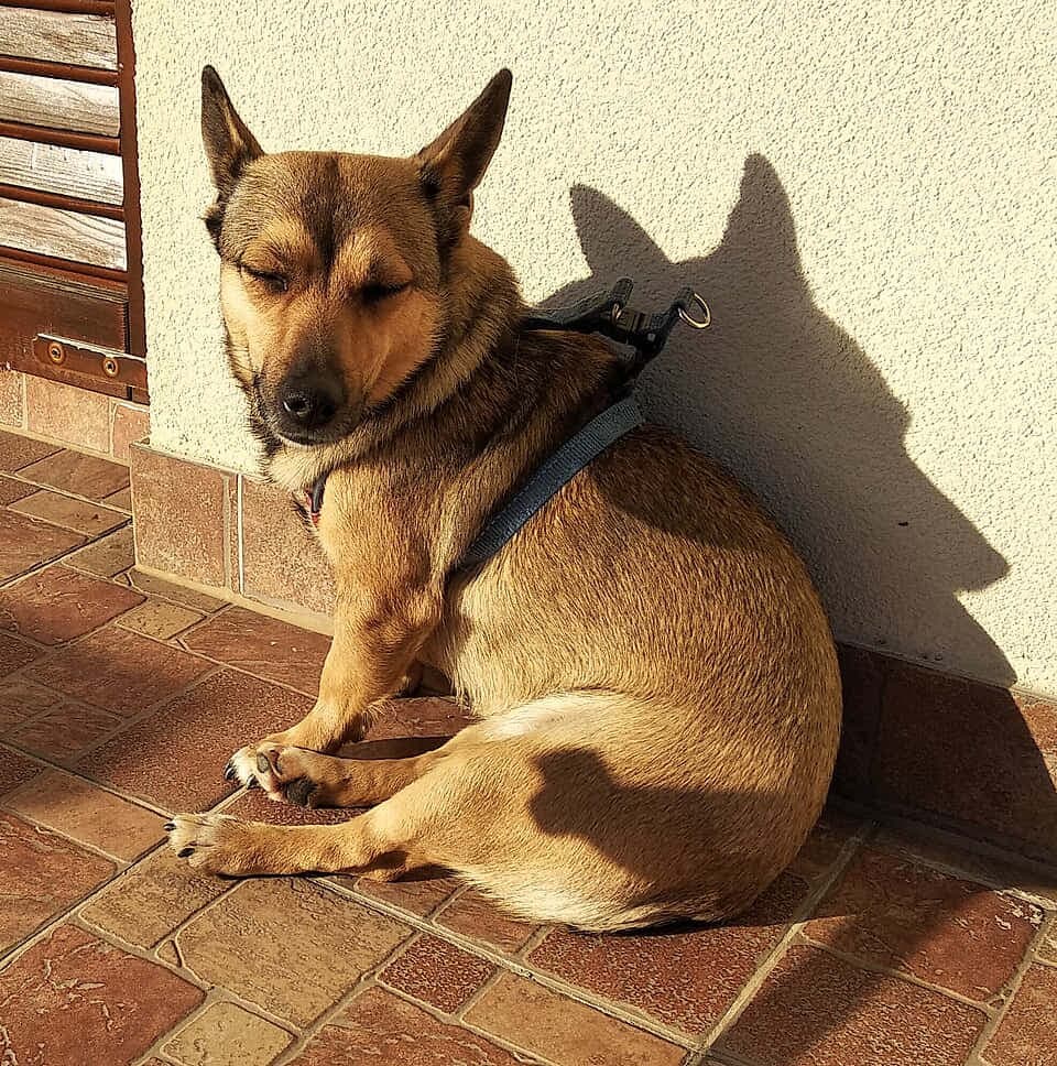 Small Međimurje Dog