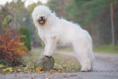 South Russian Ovtcharka (South Russian Shepherd Dog)