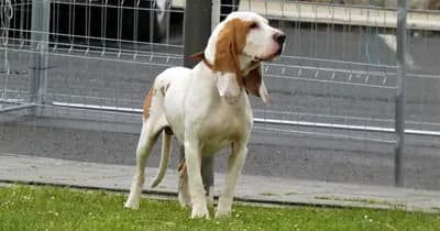 Spanish Hound