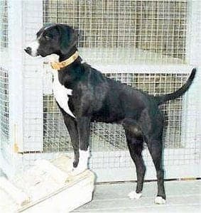 Stephens Stock Mountain Cur