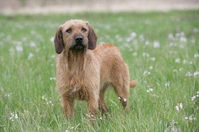 Styrian Roughhaired Mountain Hound