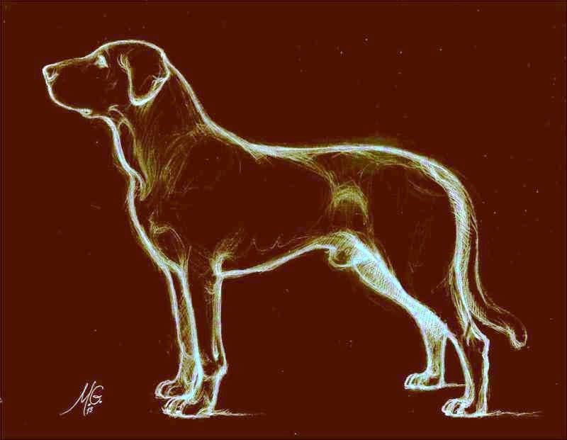 Souliote Dog