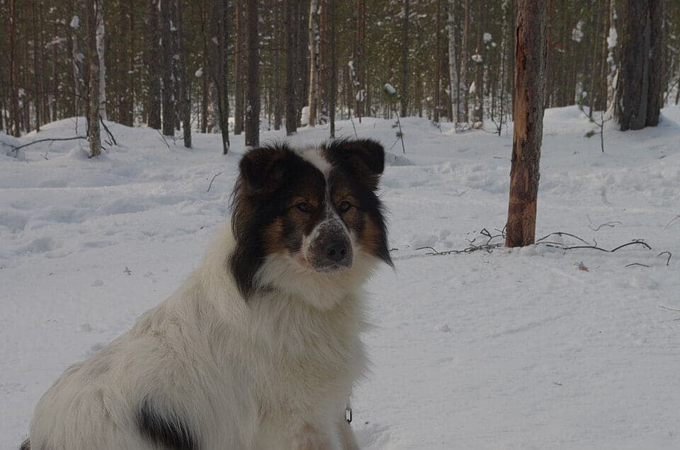 Taimyr