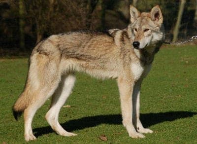 Tamaskan Dog