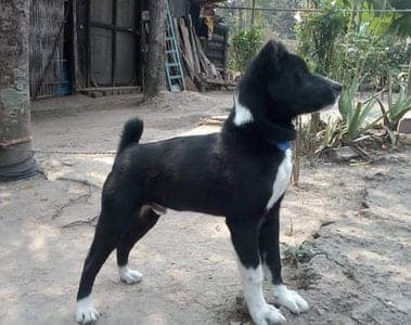 Tangkhul Hui