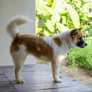 Thai Bangkaew Dog