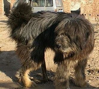 Tibetan kyi apso