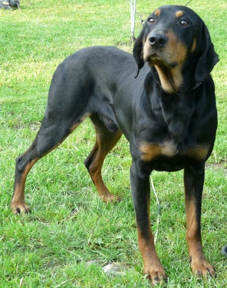 Ukrainian Carpathian Hound