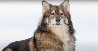 Utonagan