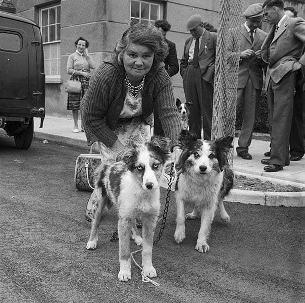 Welsh Blue-Grey