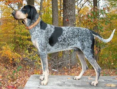 American Blue Gascon Hound