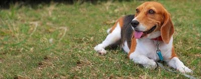 Chien dArtois