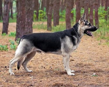 East European Shepherd
