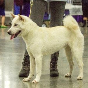 Kishu Ken