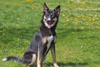 Lapponian Herder
