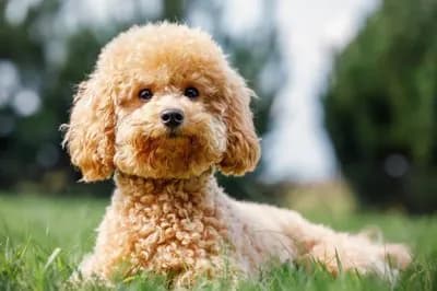 Poodle