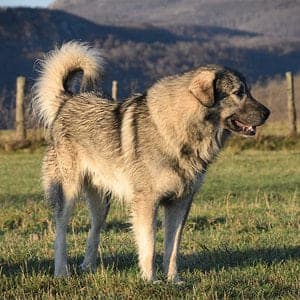 Sarplaninac