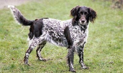 Small Munsterlander