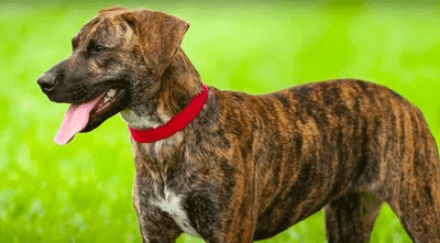 Treeing Tennessee Brindle