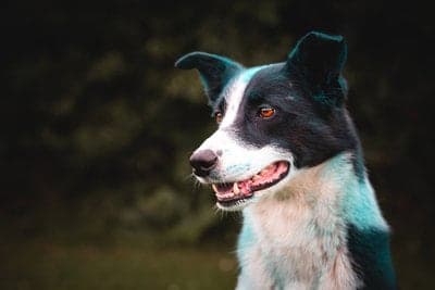 Welsh Sheepdog